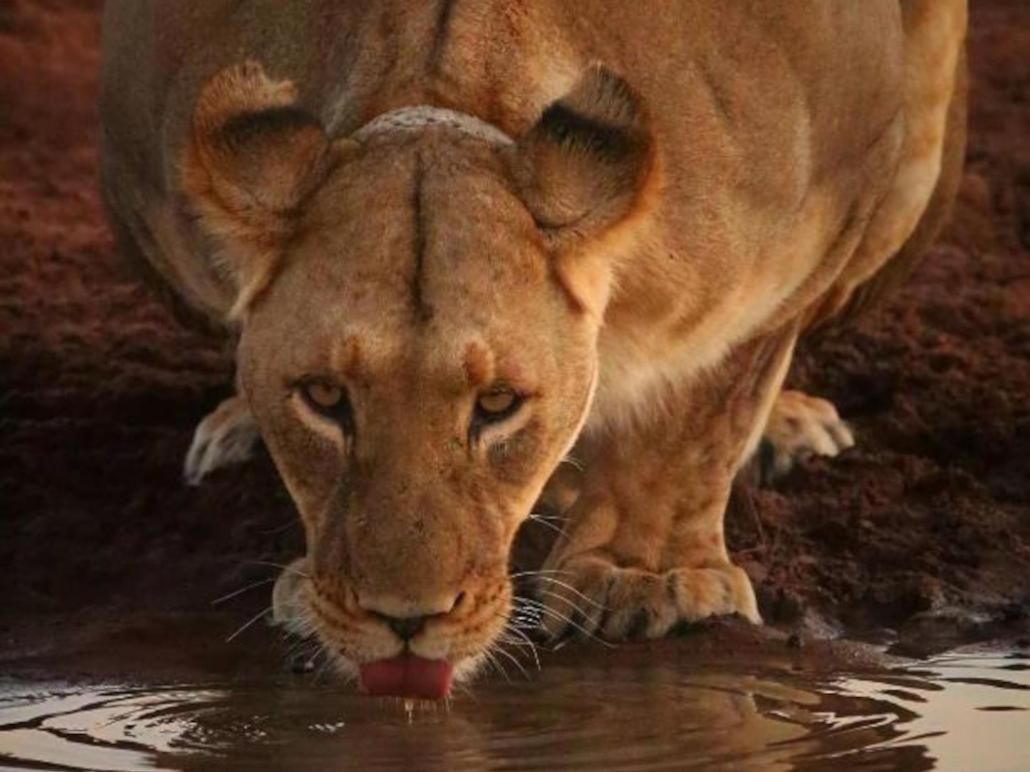 Honeyguide Tented Safari Camps - Mantobeni Rizab Memburu Manyeleti Luaran gambar