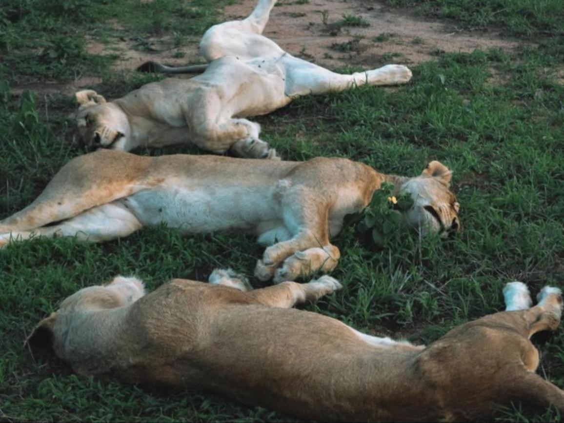 Honeyguide Tented Safari Camps - Mantobeni Rizab Memburu Manyeleti Luaran gambar