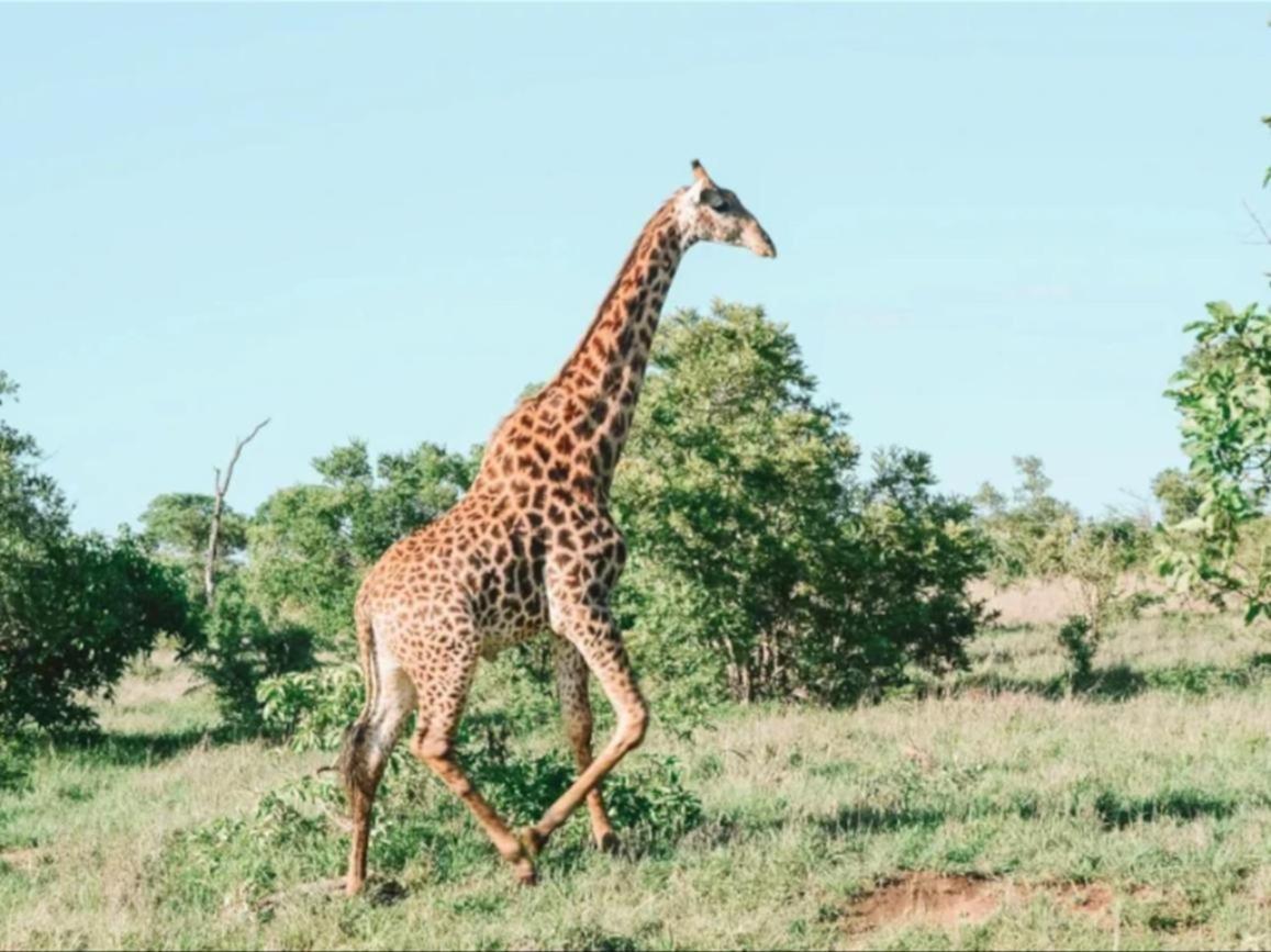 Honeyguide Tented Safari Camps - Mantobeni Rizab Memburu Manyeleti Luaran gambar