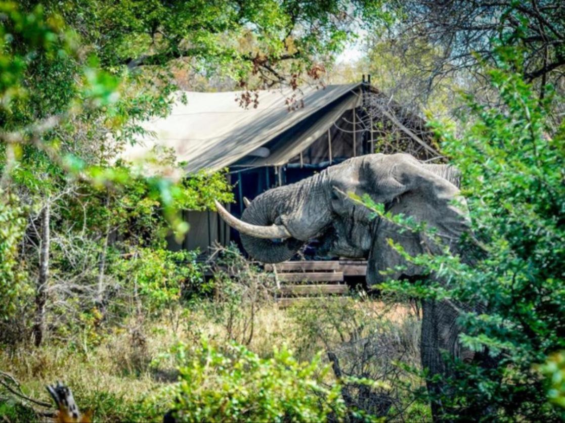Honeyguide Tented Safari Camps - Mantobeni Rizab Memburu Manyeleti Luaran gambar